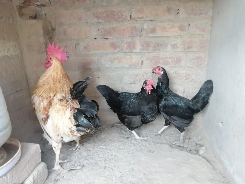 desi hens for sale — photo 3
