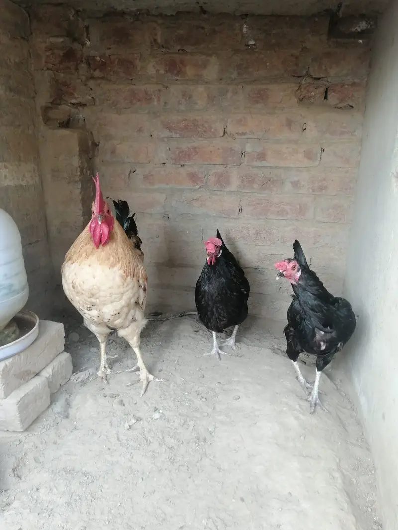 desi hens for sale — photo 4