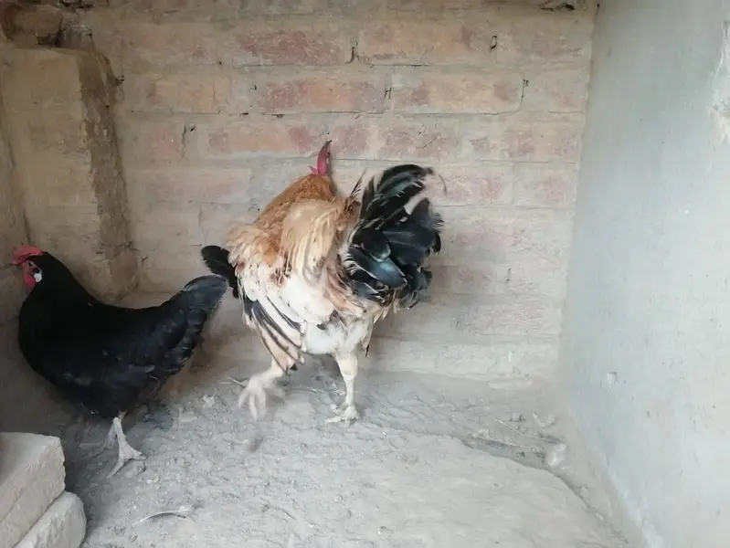 desi hens for sale — photo 5