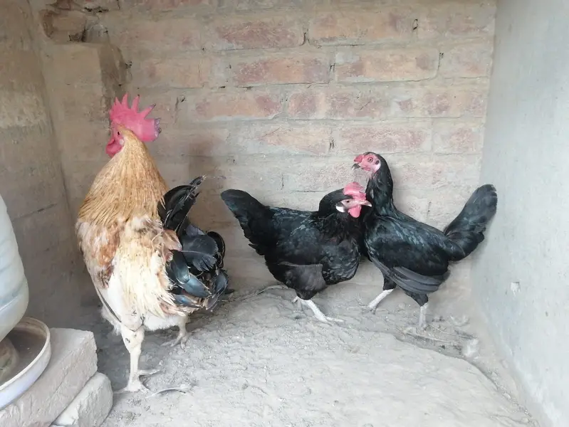 desi hens for sale — photo 6