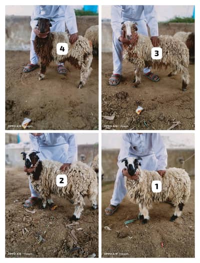 Pocket Size Sheeps