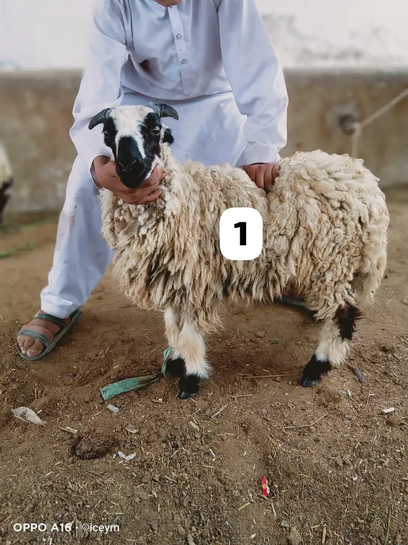 Pocket Size Sheeps — photo 2
