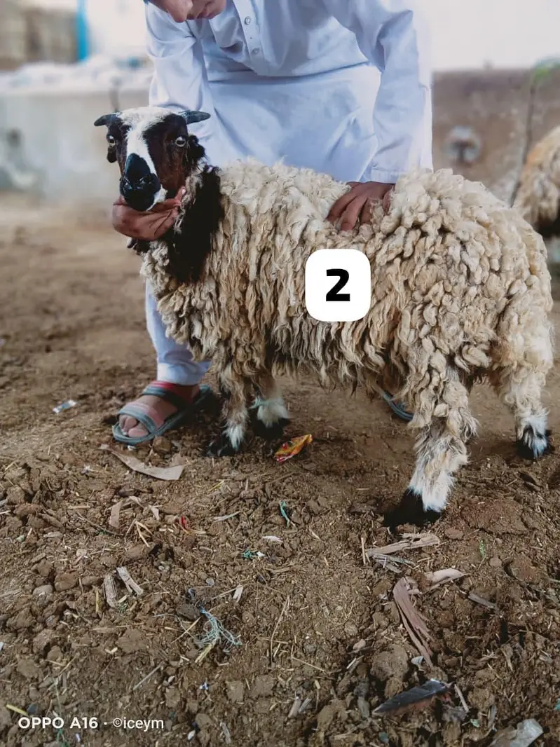 Pocket Size Sheeps — photo 3