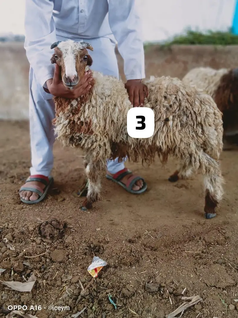 Pocket Size Sheeps — photo 4