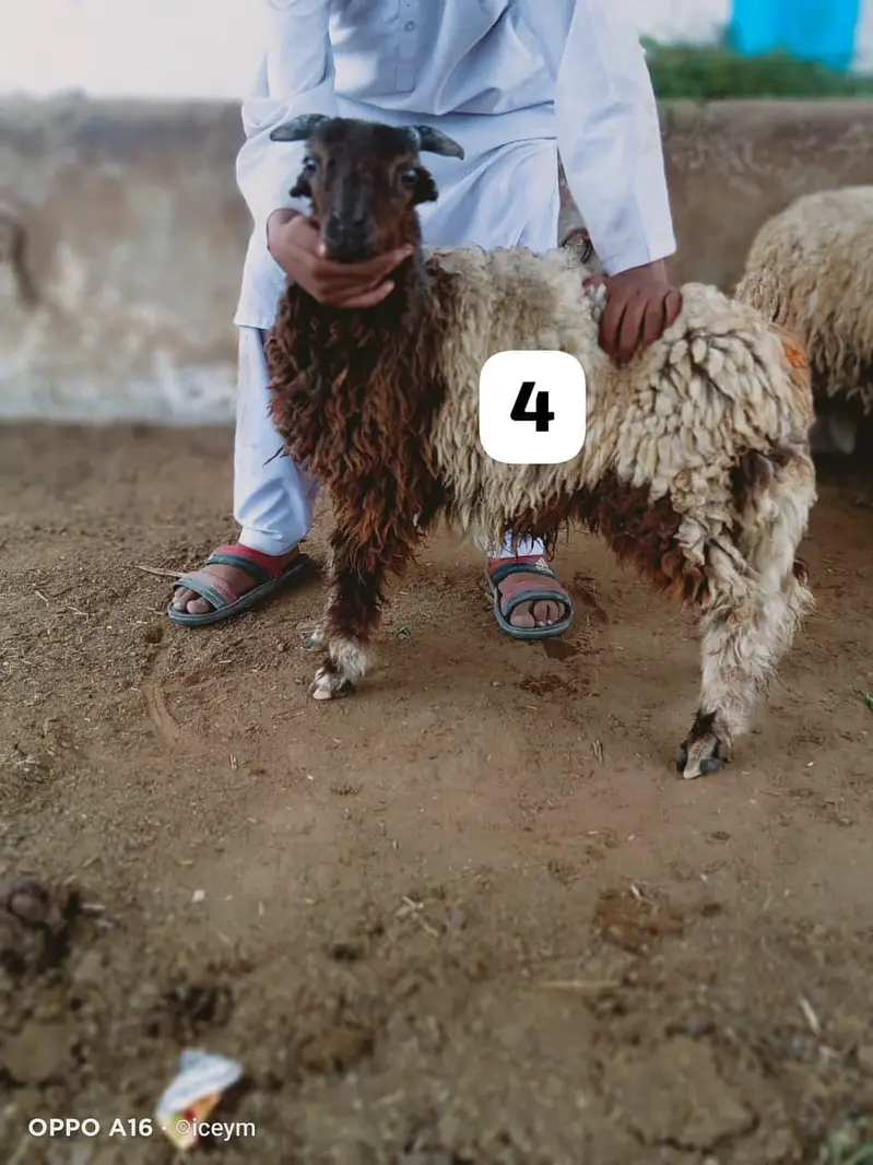 Pocket Size Sheeps — photo 5
