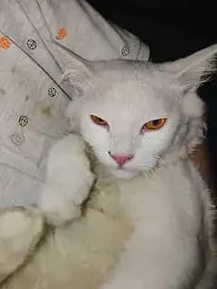 mine coon male cat