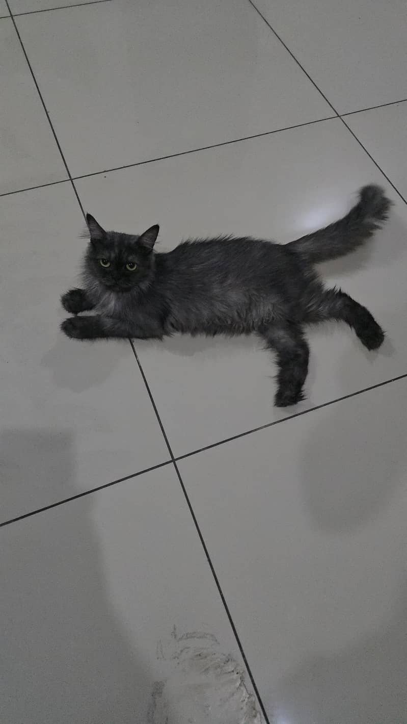 cat persian 1