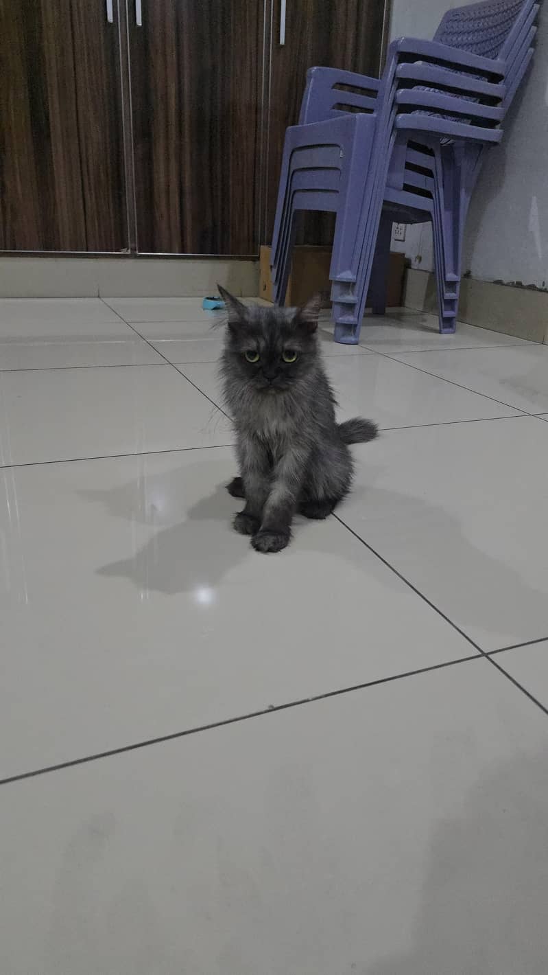 cat persian 2