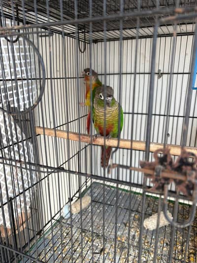 green chick  conour