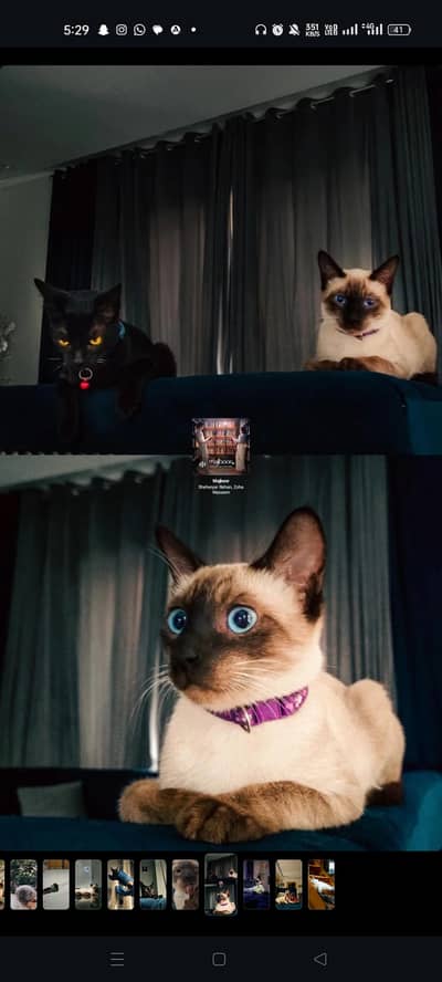 Healthy Cute Siamese Pair up for Sale Looking for a loving Home