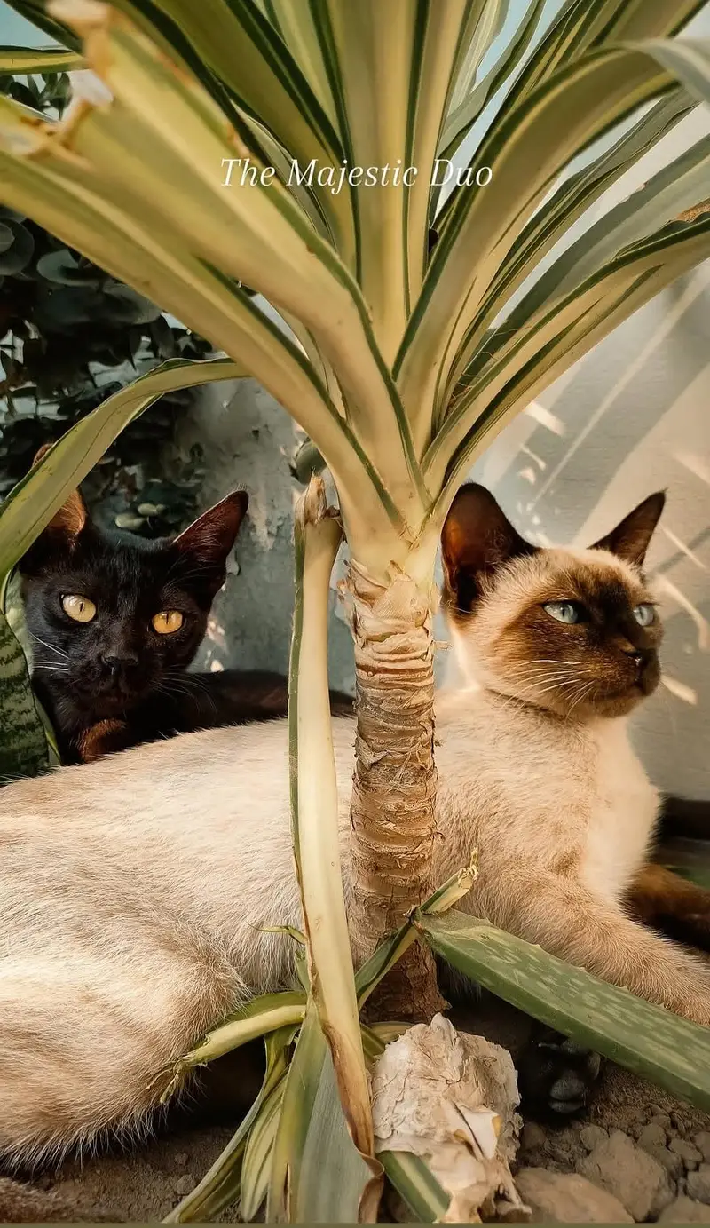 Healthy Cute Siamese Pair up for Sale Looking for a loving Home — photo 2