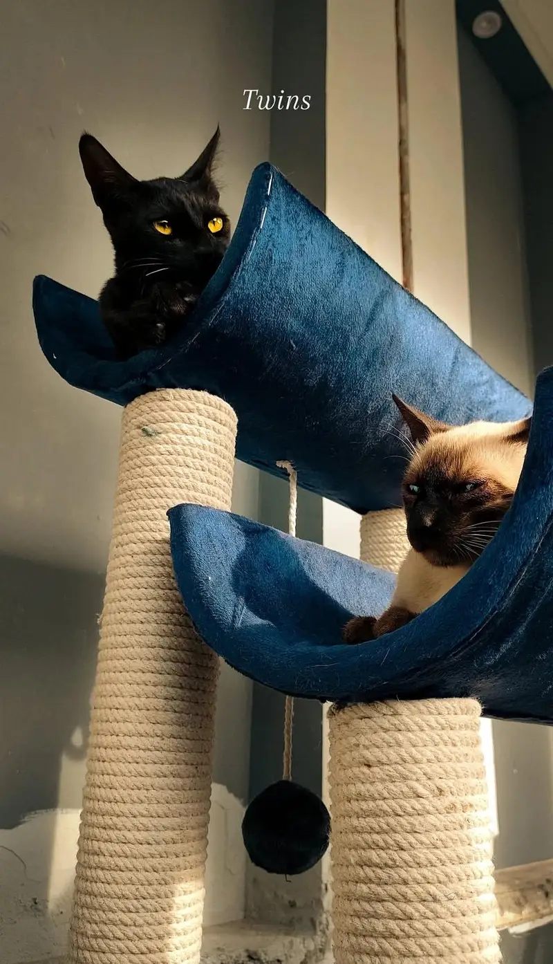 Healthy Cute Siamese Pair up for Sale Looking for a loving Home — photo 3