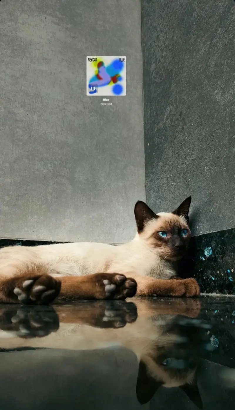 Healthy Cute Siamese Pair up for Sale Looking for a loving Home — photo 4