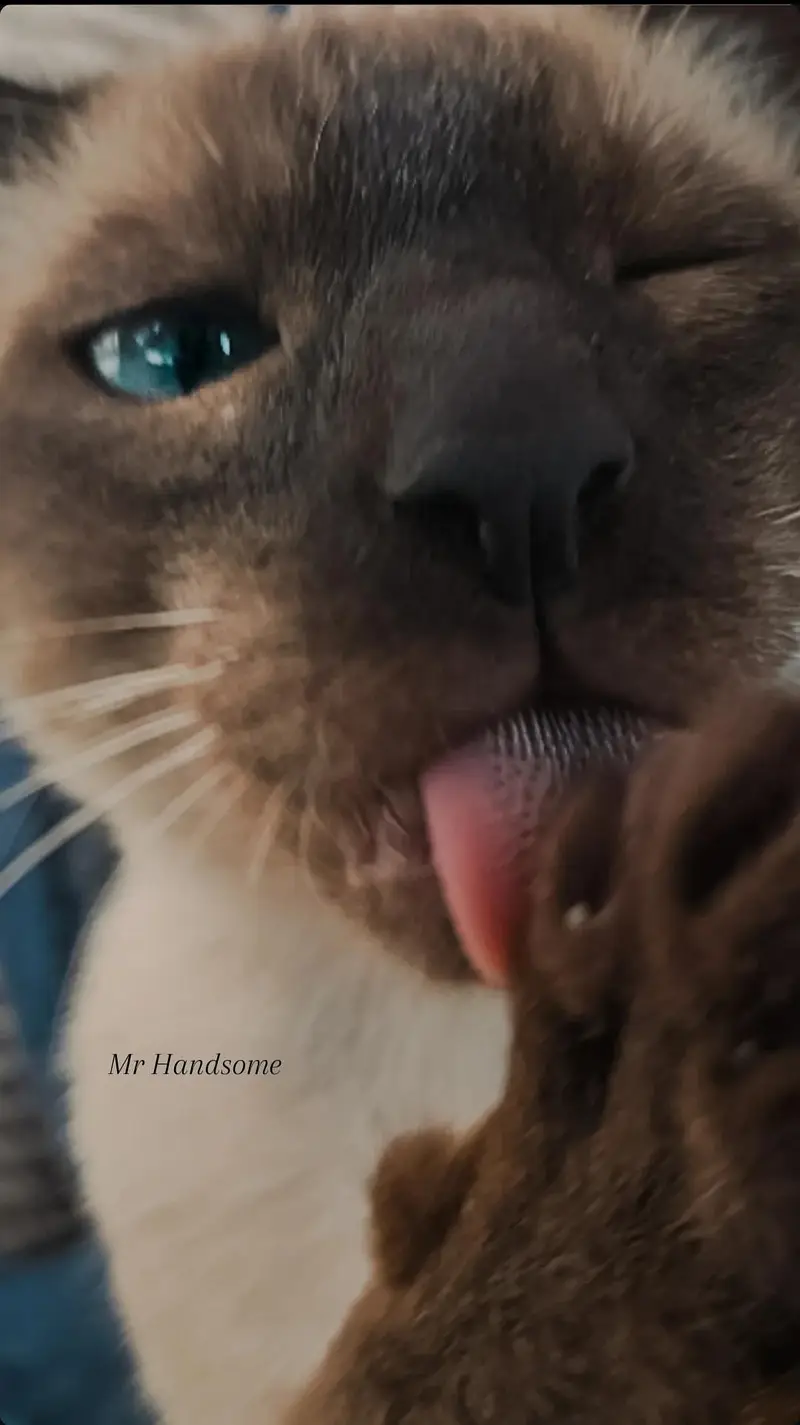 Healthy Cute Siamese Pair up for Sale Looking for a loving Home — photo 5