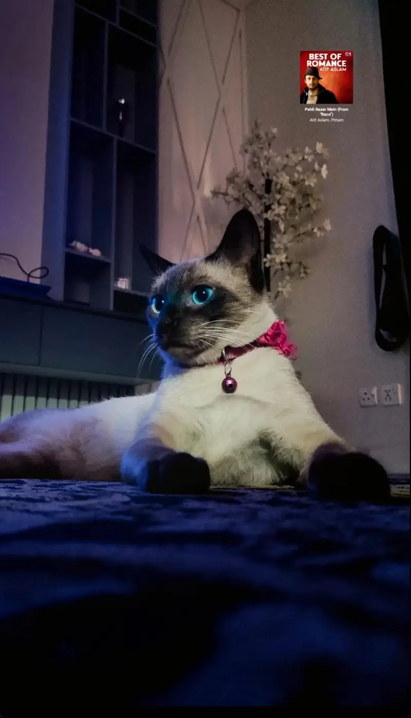 Healthy Cute Siamese Pair up for Sale Looking for a loving Home — photo 6