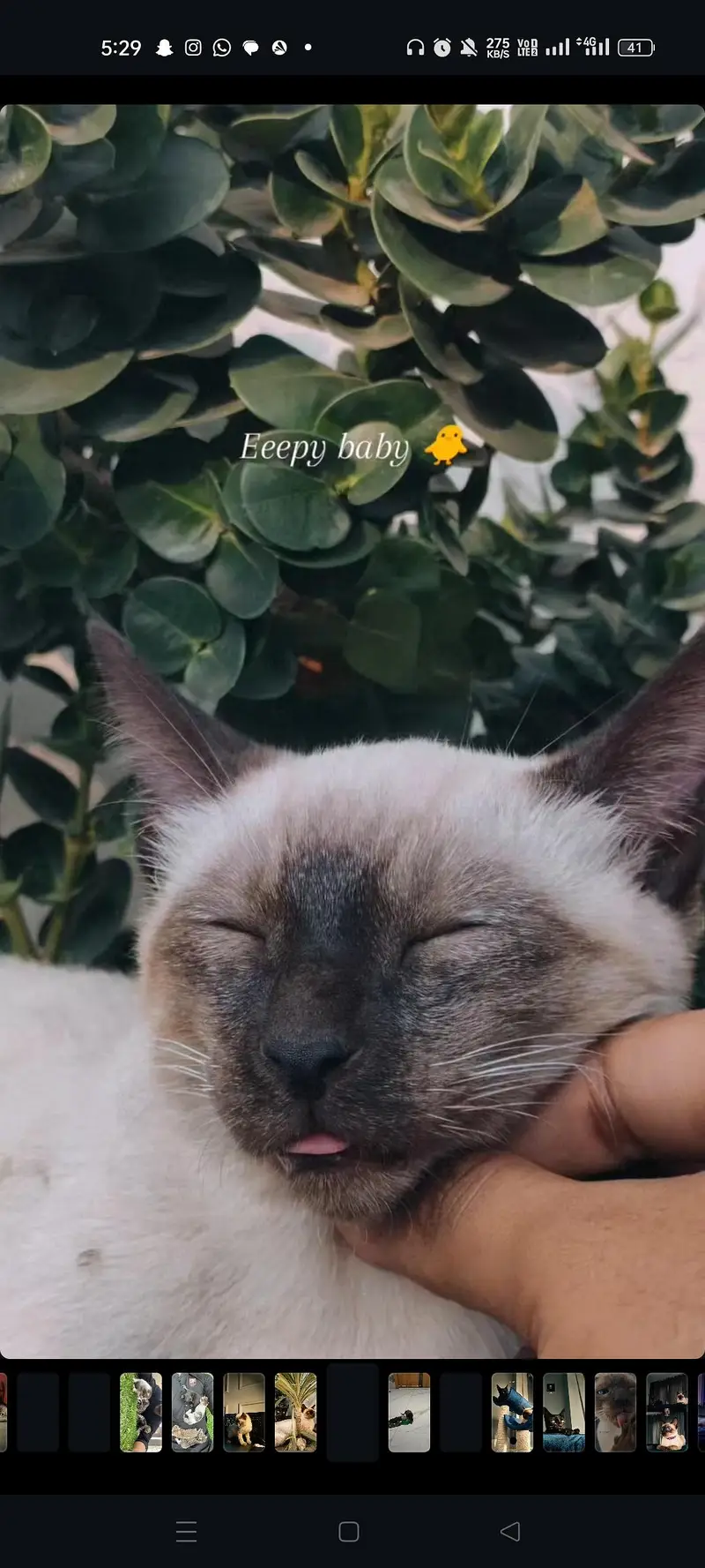 Healthy Cute Siamese Pair up for Sale Looking for a loving Home — photo 7