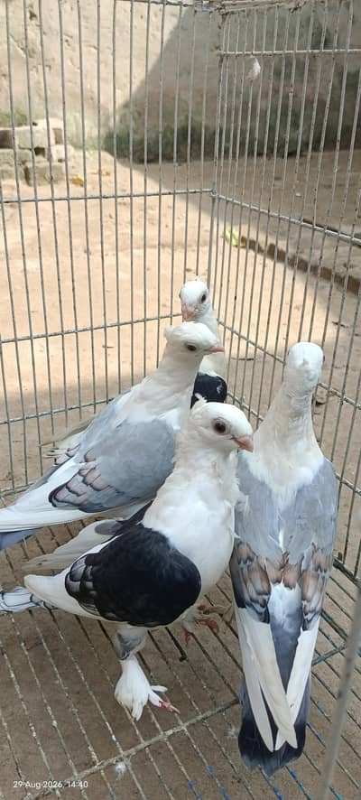 Sentinent Garman Tail females For Sale