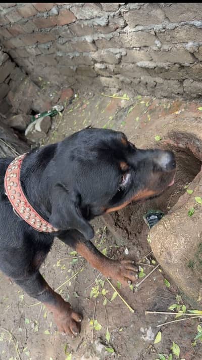 good dog