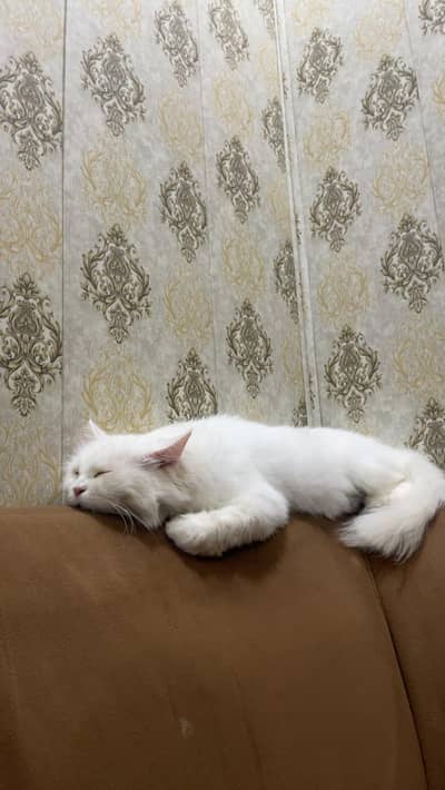 white Persian cat