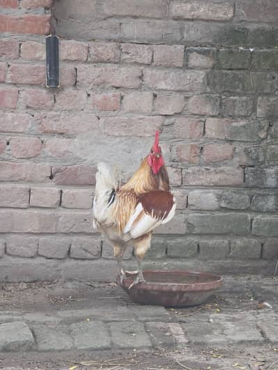 Desi Murga for breeding