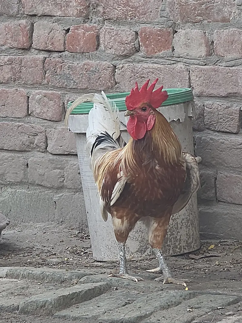 Desi Murga for breeding — photo 2