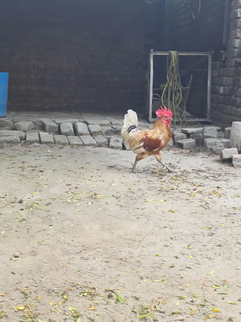 Desi Murga for breeding — photo 3