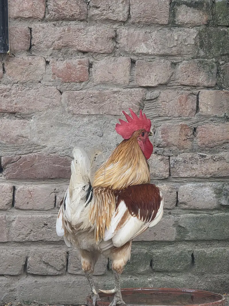 Desi Murga for breeding — photo 5