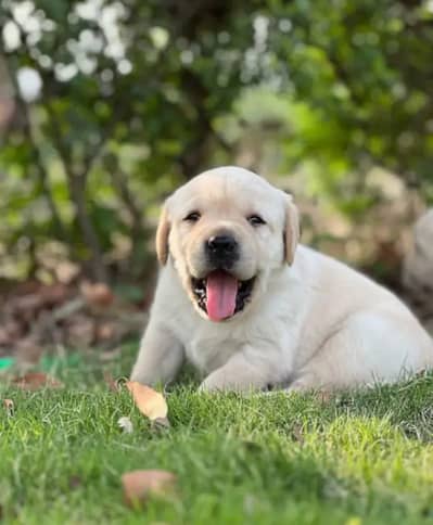 Labrador puppies/shihtzu puppies