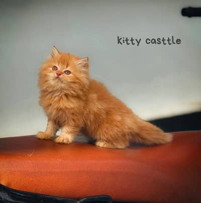 persian kittens|triple Coated|Punch Face kittens_cute|fluffy_quality