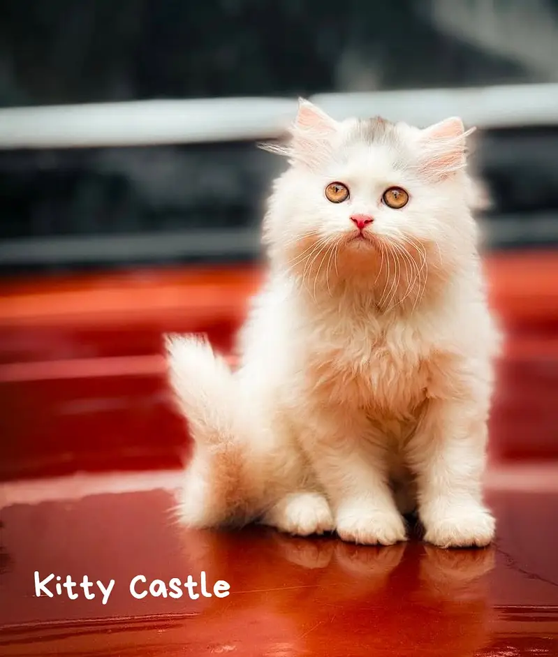 persian kittens|triple Coated|Punch Face kittens_cute|fluffy_quality — photo 3