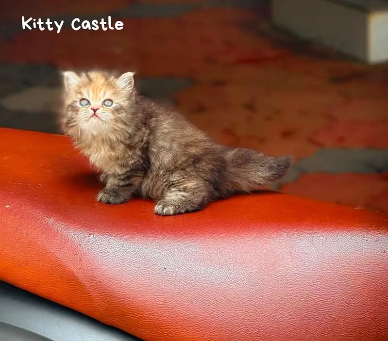 persian kittens|triple Coated|Punch Face kittens_cute|fluffy_quality — photo 4