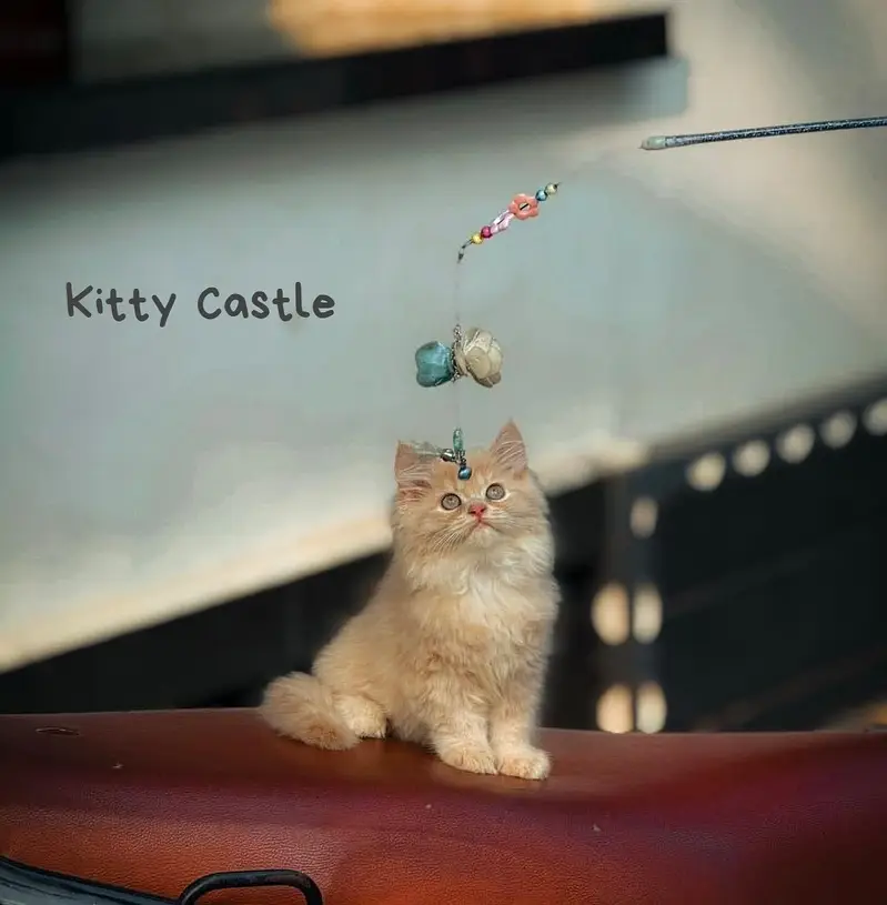 persian kittens|triple Coated|Punch Face kittens_cute|fluffy_quality — photo 5