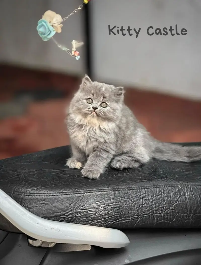 persian kittens|triple Coated|Punch Face kittens_cute|fluffy_quality — photo 6