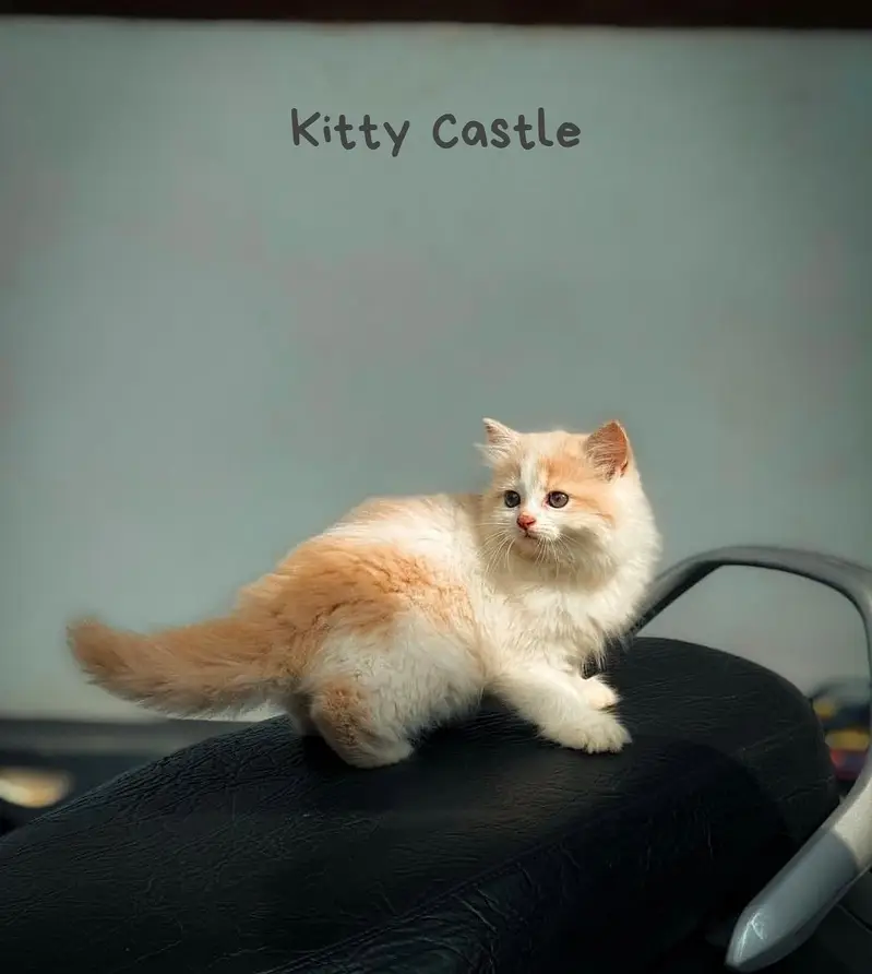 persian kittens|triple Coated|Punch Face kittens_cute|fluffy_quality — photo 8