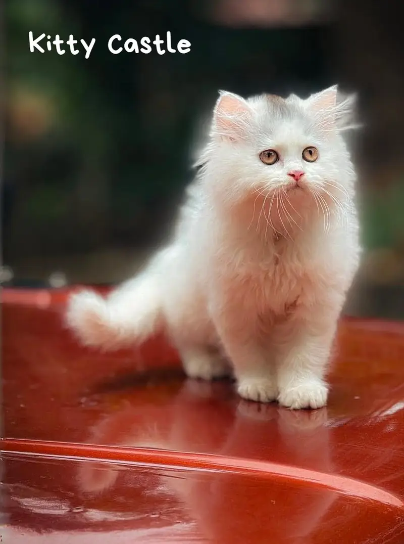 persian kittens|triple Coated|Punch Face kittens_cute|fluffy_quality — photo 9