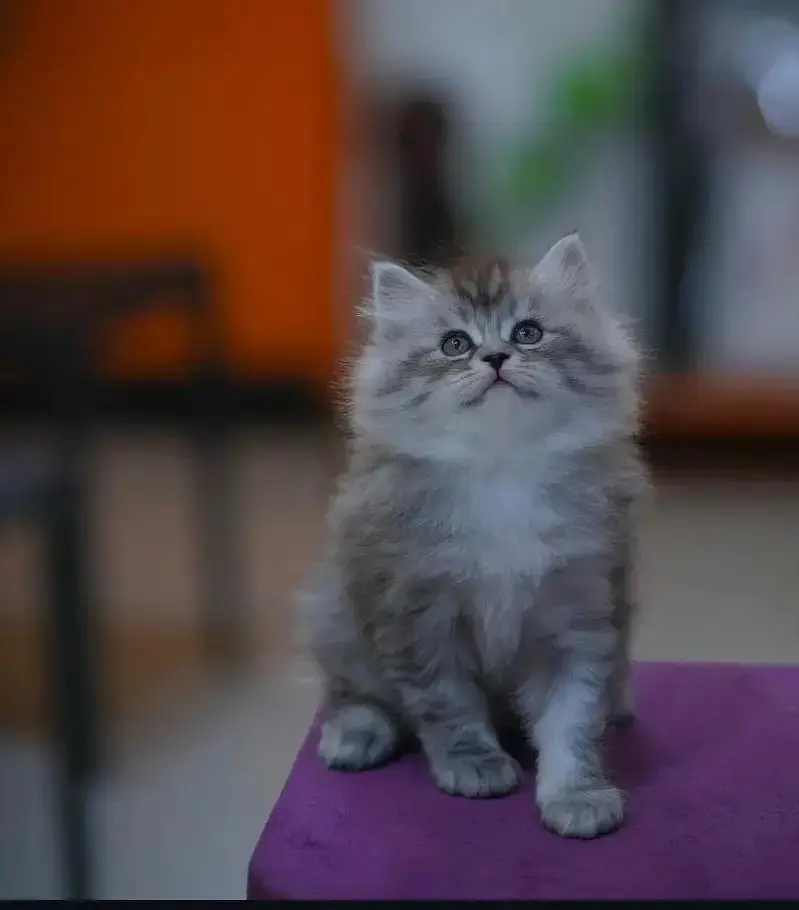 persian kittens|triple Coated|Punch Face kittens_cute|fluffy_quality — photo 10