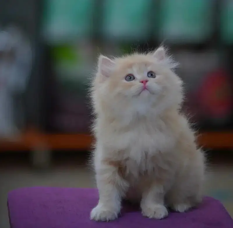 persian kittens|triple Coated|Punch Face kittens_cute|fluffy_quality — photo 11