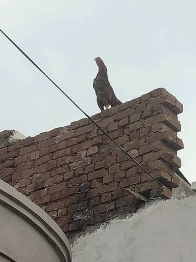 murga aur 2mugiya dono ande date hy