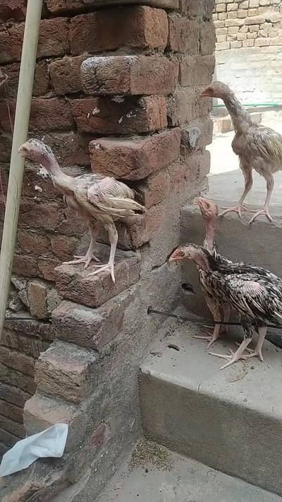 Aseel chicks for sale