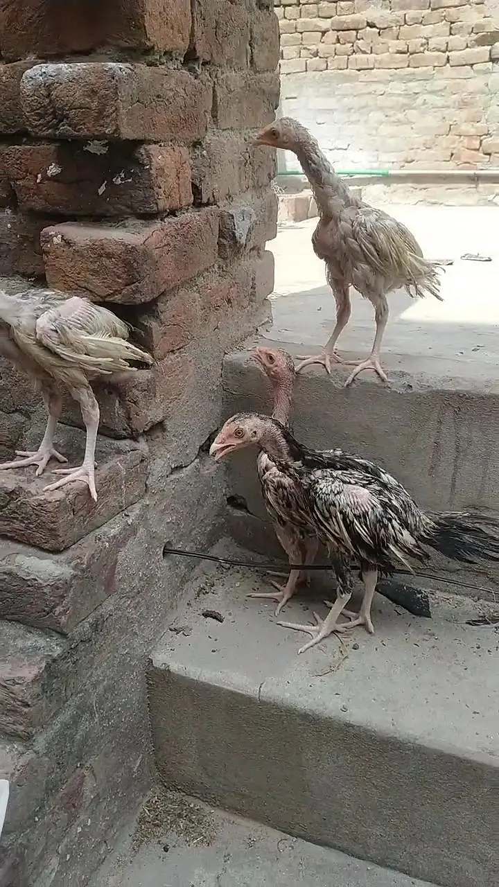Aseel chicks for sale — photo 2