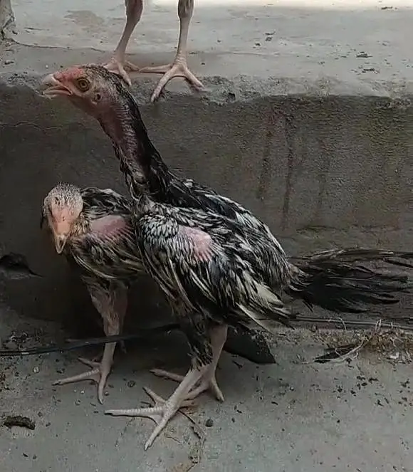 Aseel chicks for sale — photo 3