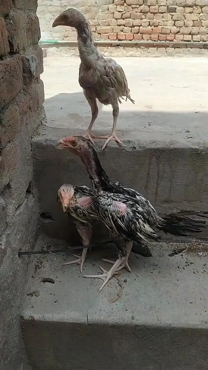 Aseel chicks for sale — photo 4