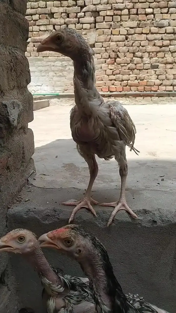 Aseel chicks for sale — photo 5