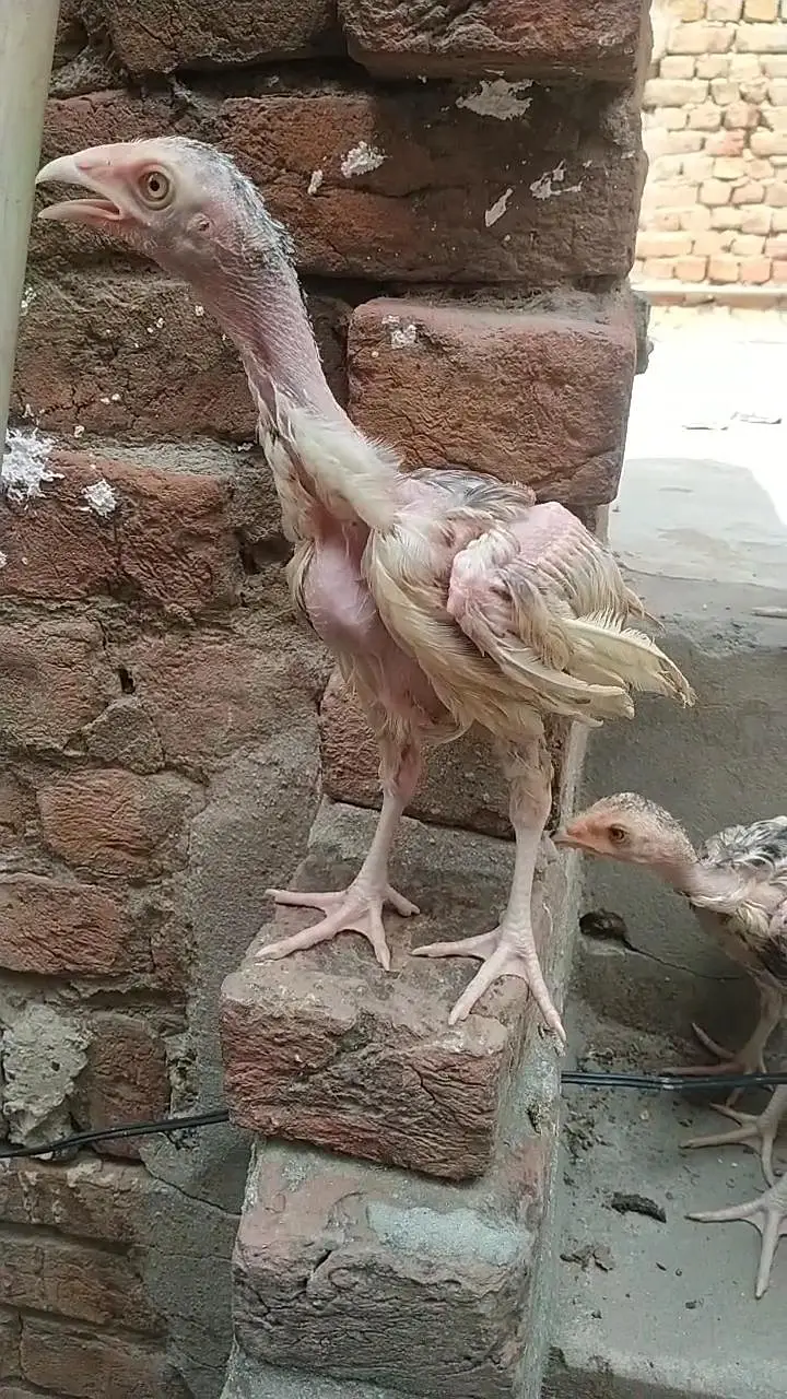 Aseel chicks for sale — photo 6