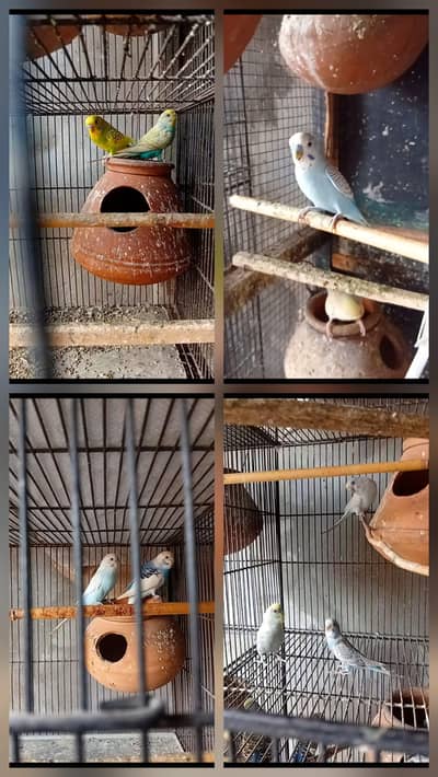 4 australlian breeder pairs ( 03206441878)
