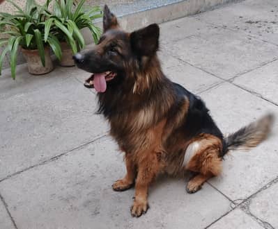 German shepherd