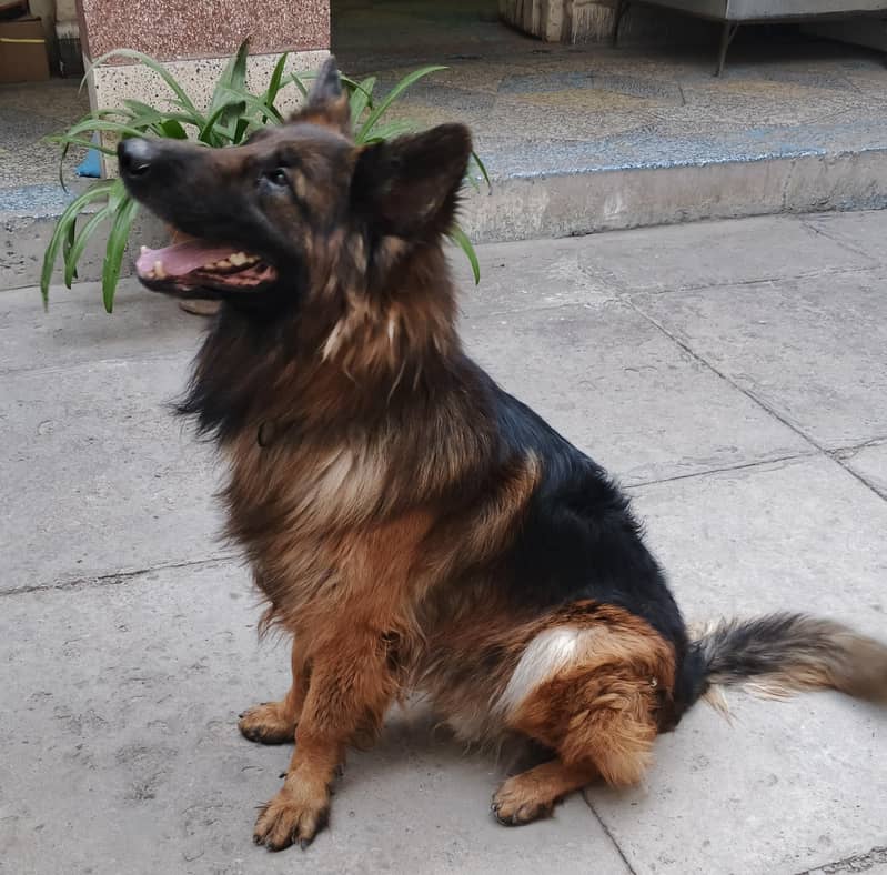 German shepherd 1