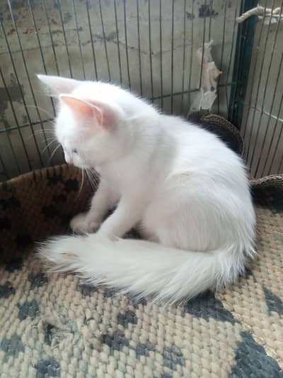 pure white persian cat and a brown cat
