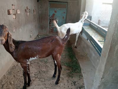 2 Female Desi Goats | 2 Dant | dogli bakri | Home Breed goat
