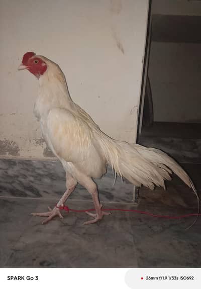 aseel Heera age 11 month white colour Pakistani